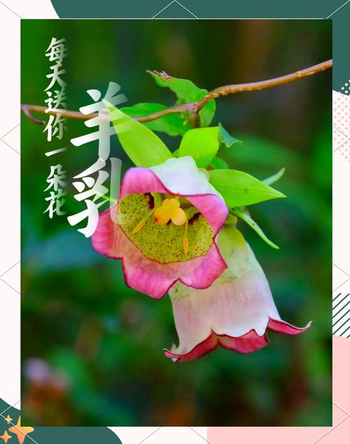 生肖属羊的人的幸运花是什么？