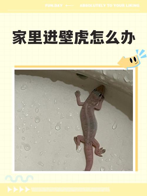家里进壁虎的风水寓意是什么壁虎入宅有哪些吉祥含义？
