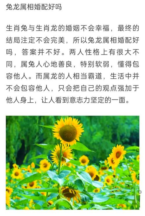 属兔与属大龙的人相配吗？他们的性格和命运是否相得益彰？
