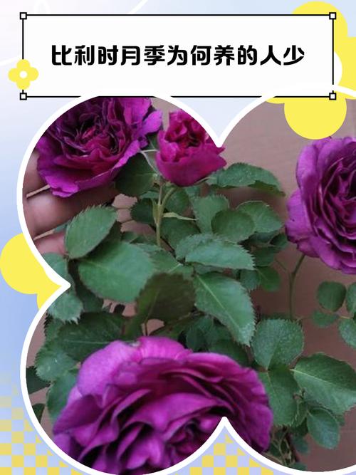 为什么越来越多的人觉得养月季是个挑战，导致养月季的人逐渐减少呢？