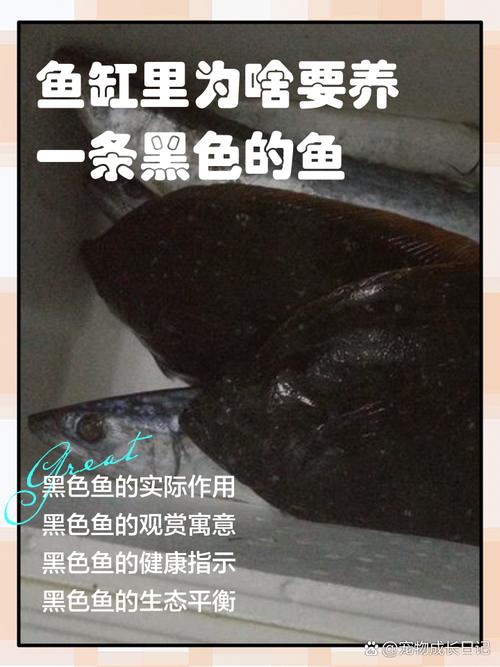 为什么在鱼缸里养一条黑色的鱼会有特殊的意义或说法呢？