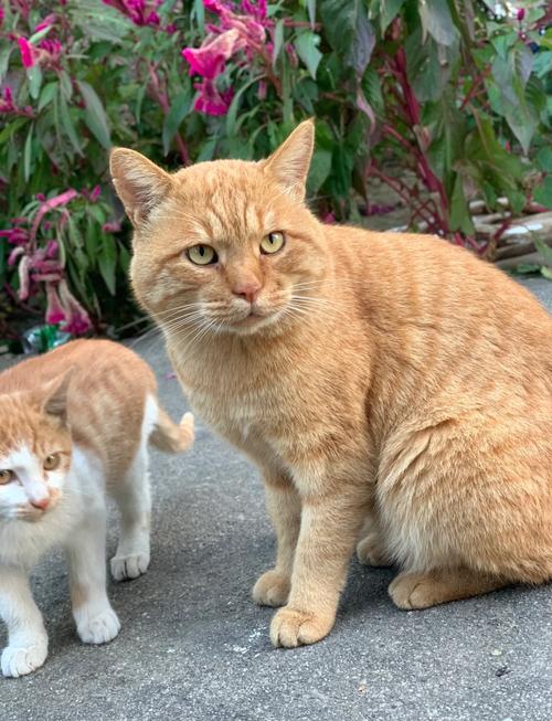 女人梦见抱着一只大黄猫，这预示着什么吉祥或不幸的征兆呢？