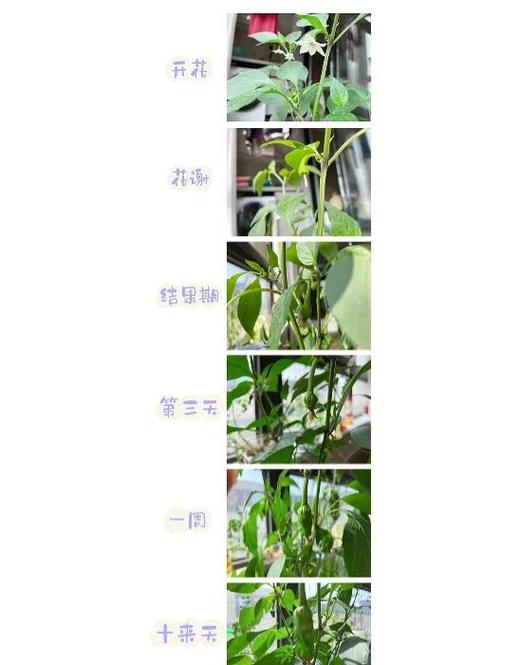 梦见青辣椒长在院子里预示着什么其含义是辣椒还未涨大吗？