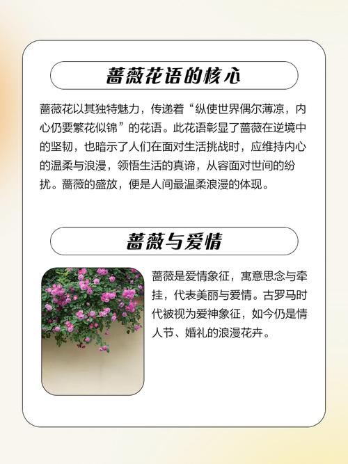 家里种蔷薇有什么寓意和风水讲究，有哪些禁忌需要注意？