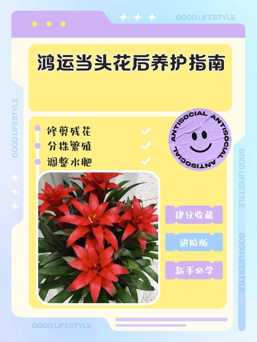 家里风水变好后突然对养花情有独钟，这是不是意味着家里花草运势旺盛的征兆呢？
