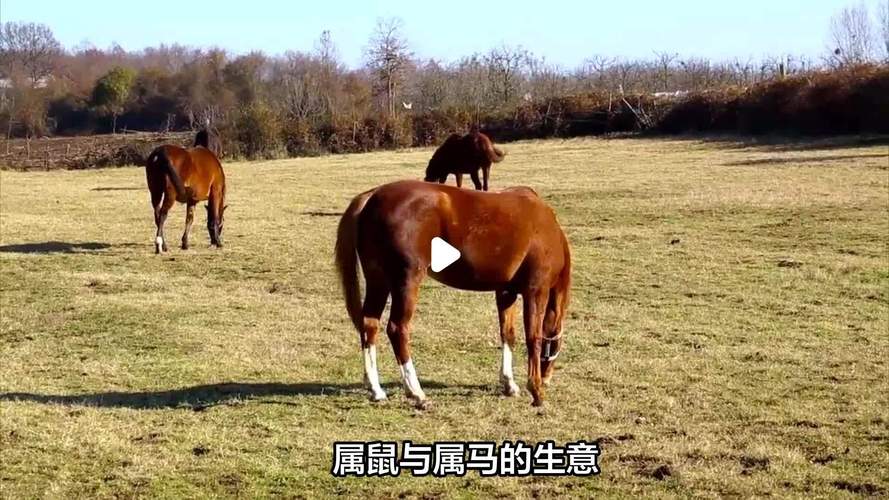 属马和属鼠的人做生意合作效果如何？