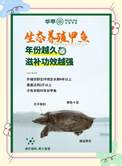 家里养甲鱼有什么吉祥寓意，嫩带来怎样的风水好运？