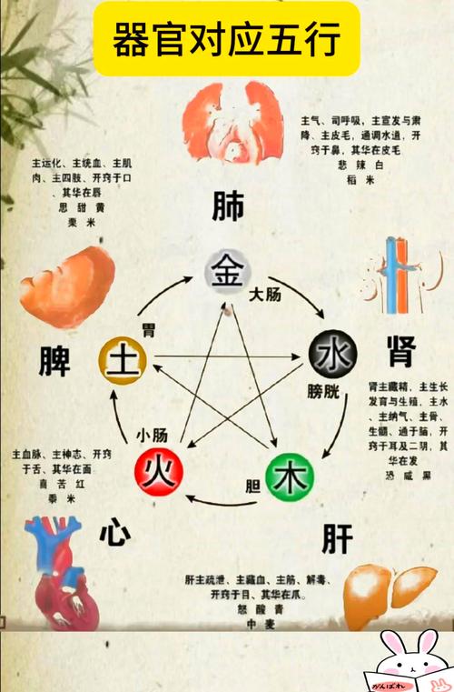 五行与五脏五官的对应关系是怎样的？