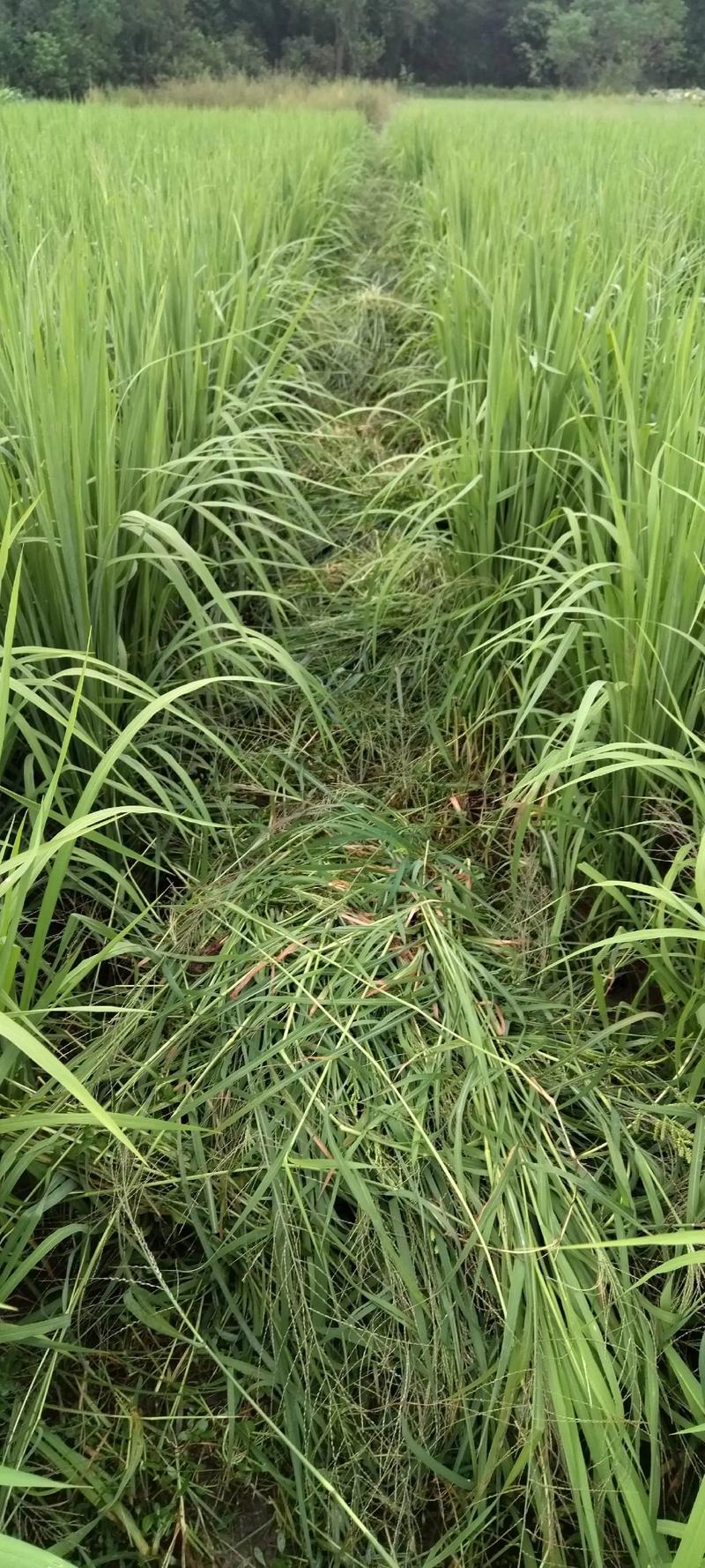 梦见割草预示着什么是好是坏呢？