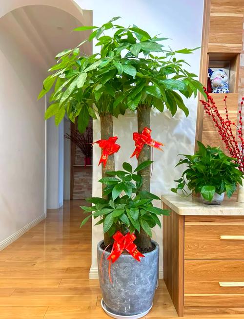 有哪些寓意吉祥的植物可以用来装饰家居或送礼？