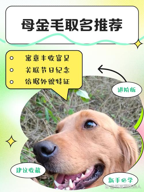 母金毛取什么名字既好听又顺口呢？