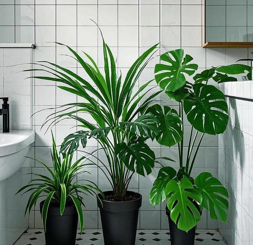 卫生间适合养什么植物来提升风水？