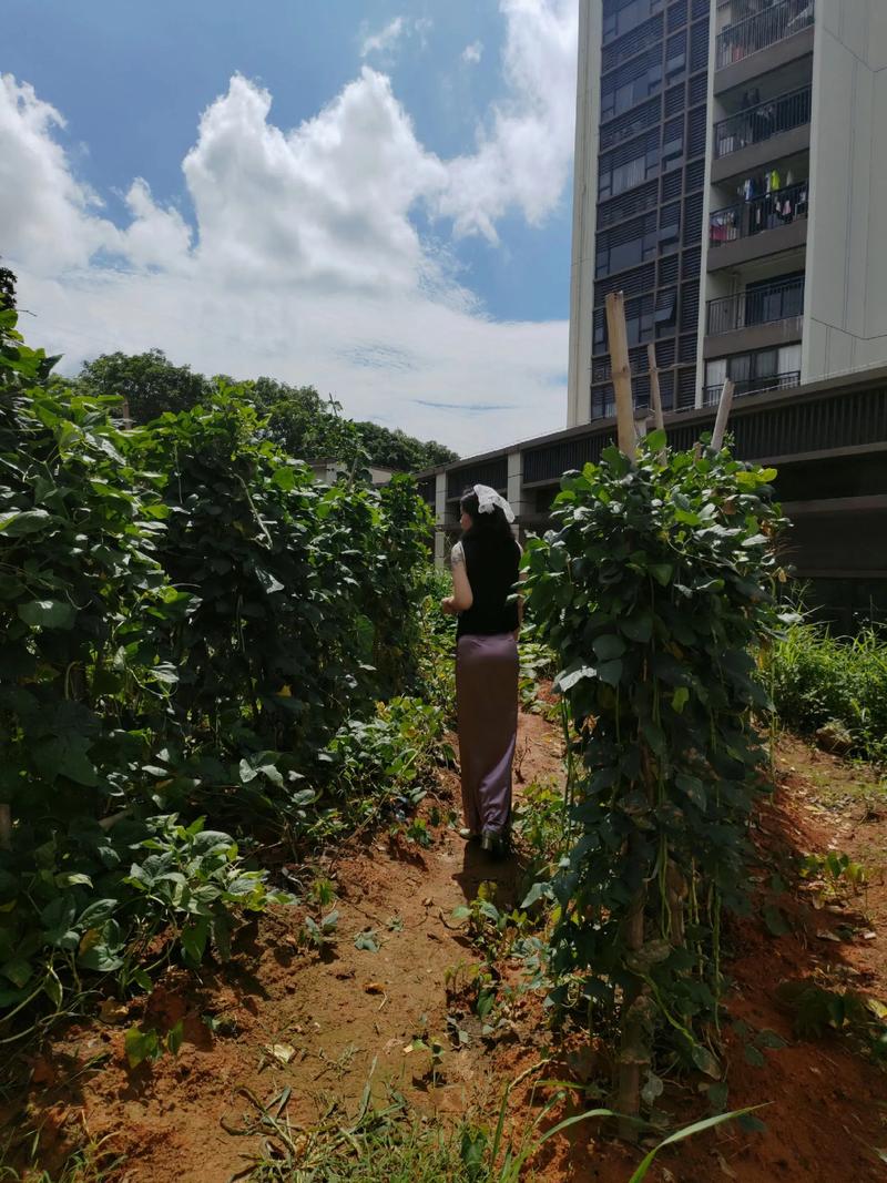 女人梦见自己去菜地里摘菜是什么预兆？有什么特殊含义？