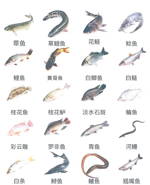常吃的鱼类大全中都有哪些名字？