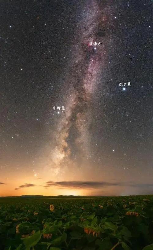 牛郎织女中，牵牛星和织女星分别属于哪个星座呢？
