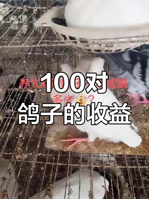 一年在家兼职养10对鸽子能赚多少钱？