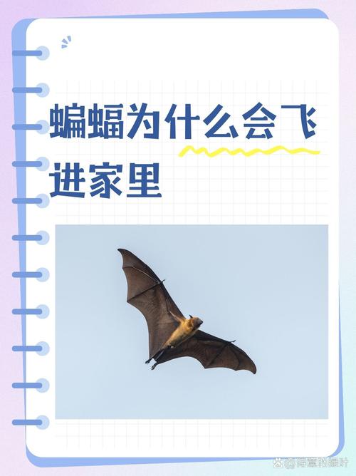 家里飞进蝙蝠是吉是凶，预示着什么好运气或不幸事？