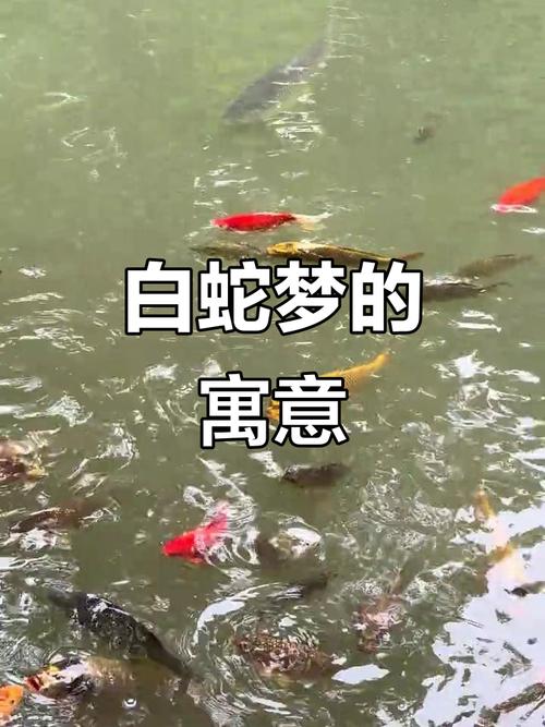 梦见一条忒别巨大的白蛇究竟预示着什么？