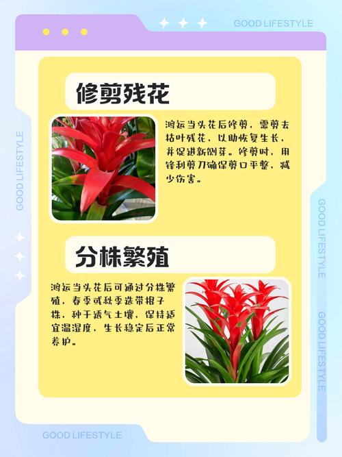 家里风水变好后突然对养花情有独钟，这是不是意味着家里花草运势旺盛的征兆呢？
