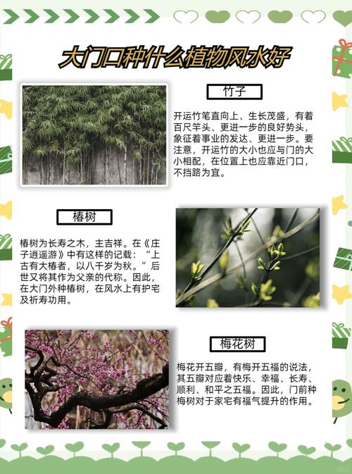 大门右边种椿树合适吗？大门两侧种植树木有哪些讲究？