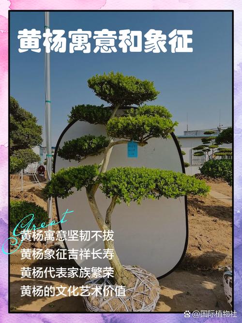 黄杨树的寓意和象征分别是什么？它们有哪些深层含义和象征意义？
