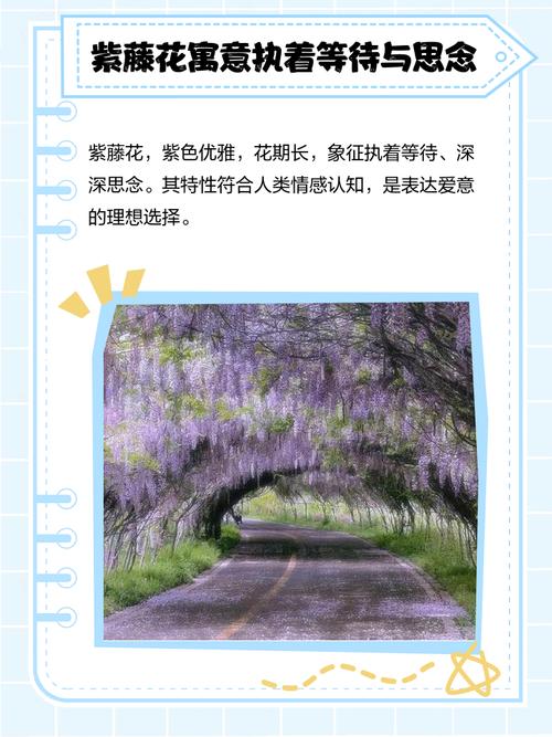 紫藤花的寓意和禁忌分别是什么？