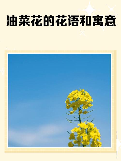 孕妇梦见油菜花有什么特殊寓意吗？
