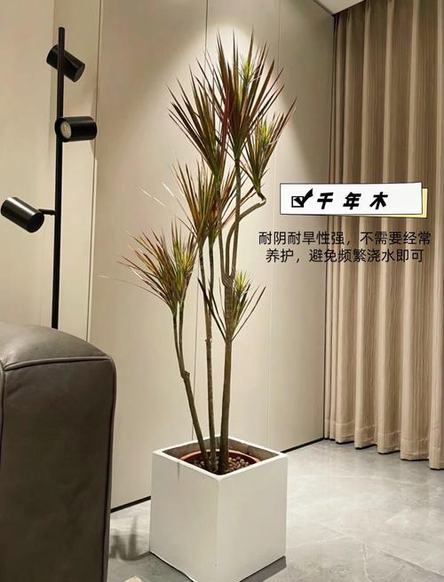 家里摆放哪些绿植或盆栽植物最适合养护？