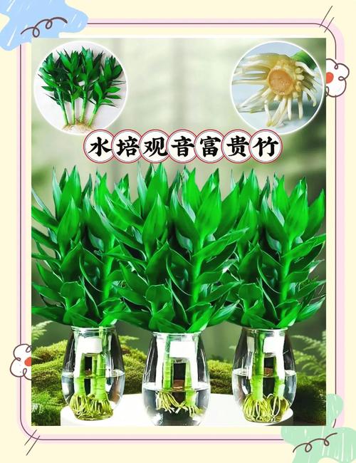 家里种植竹子对风水有益，其寓意是否吉利？