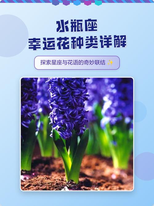 水瓶座的本命花是什么也就是水瓶座守护花和幸运花是哪种花呢？