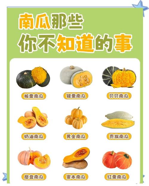 孕妇梦见老公摘长南瓜，预示着什么？
