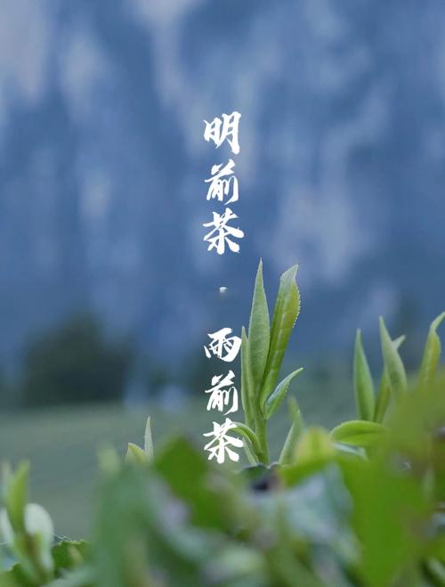 梦见采茶叶下雨预示着什么？是吉是凶？