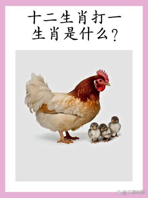 一窍不通的生肖是哪个，将窍打一动物是什么？