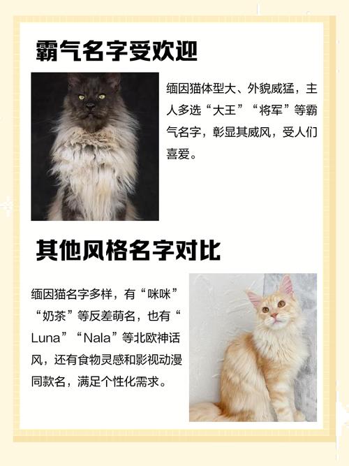 有没有什么洋气独特、霸气的男猫咪名字推荐？