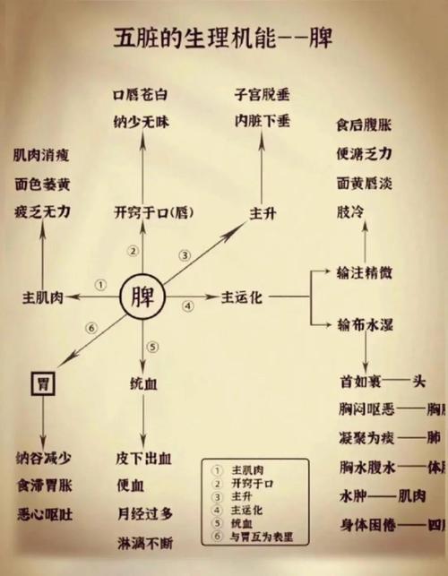 五脏的生理功能特点具体有哪些表现？