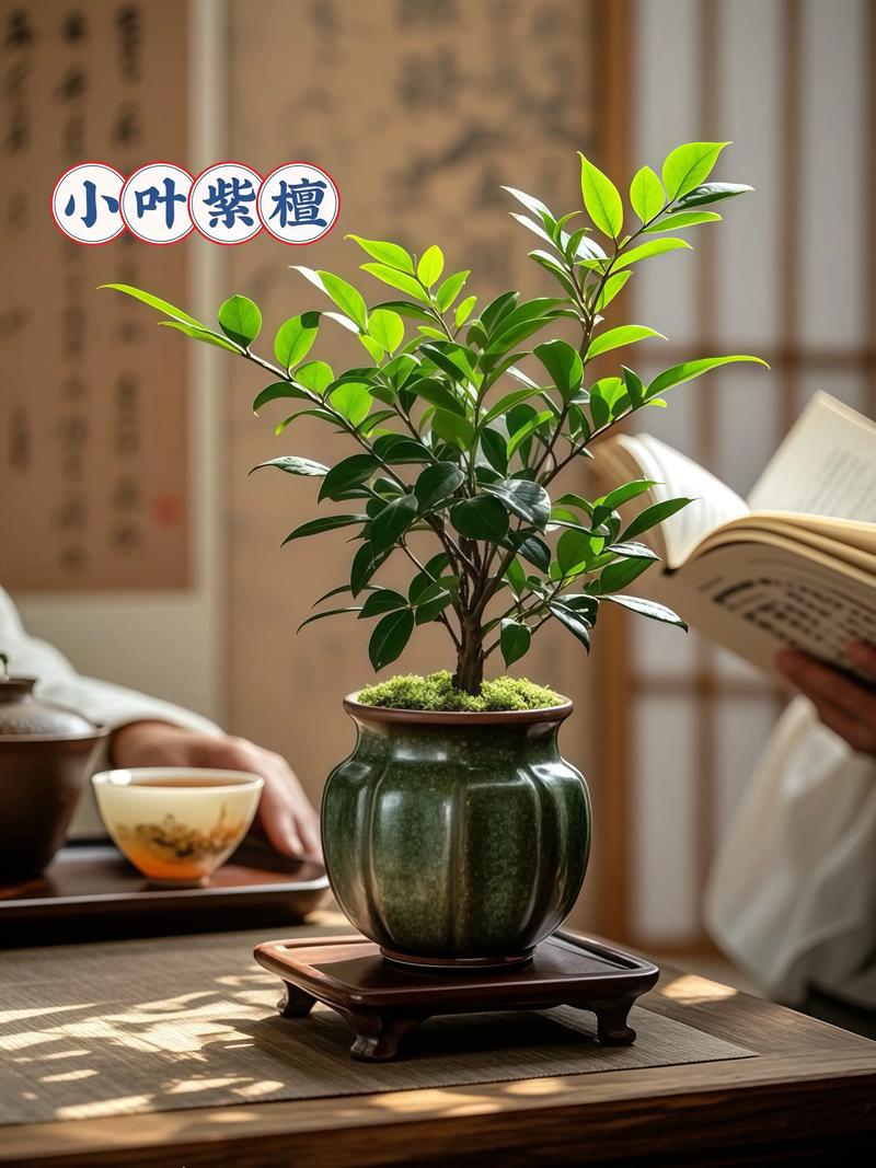 小叶紫檀在家居风水中有哪些寓意和好处？