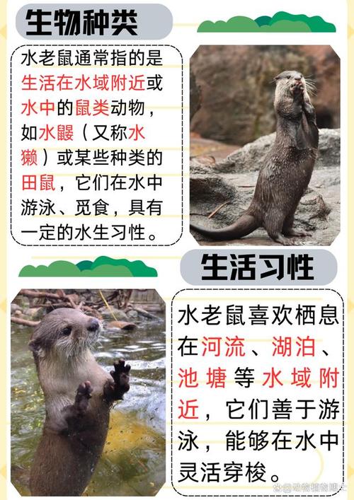 水鼠究竟出生于哪一年，命运又是如何呢？