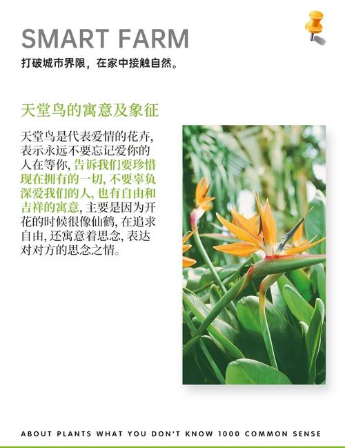 天堂鸟的花语和寓意分别是什么它们的花朵有什么特别的象征意义？