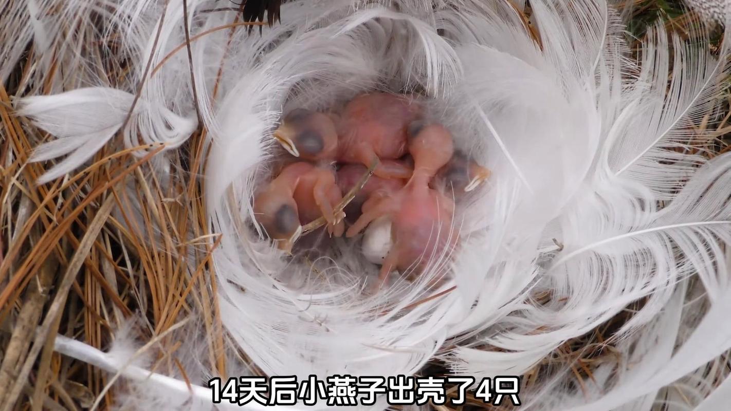 梦见一窝刚出壳的小燕子没妈妈，预示着什么？