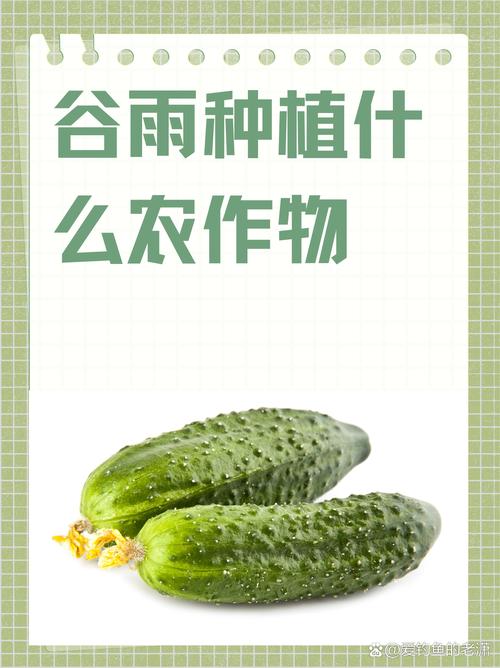 谷雨前后最适合种植哪五种蔬菜？