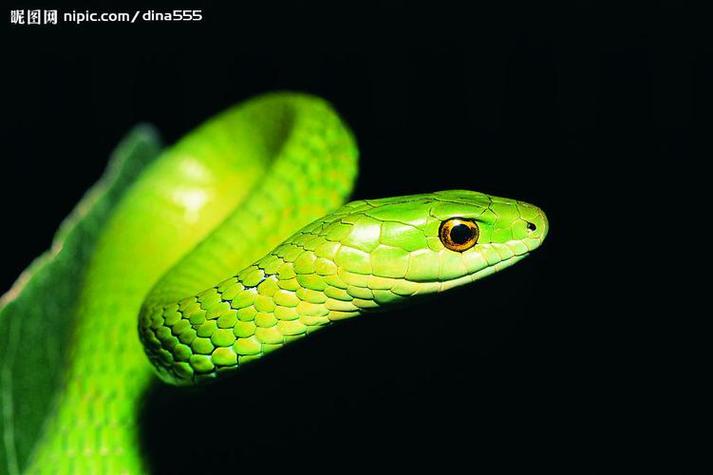 女人梦见一条绿色的蛇缠身，这预示着什么？解梦有什么含义？