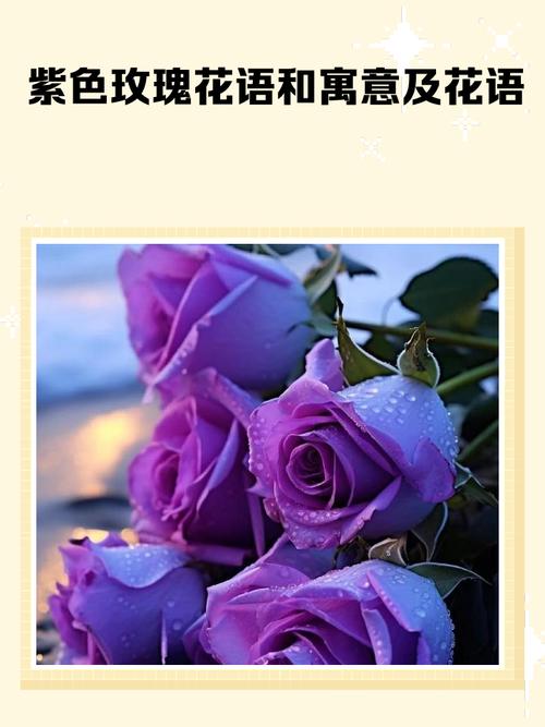 紫色玫瑰花的寓意是什么它传达了怎样的情感和象征？