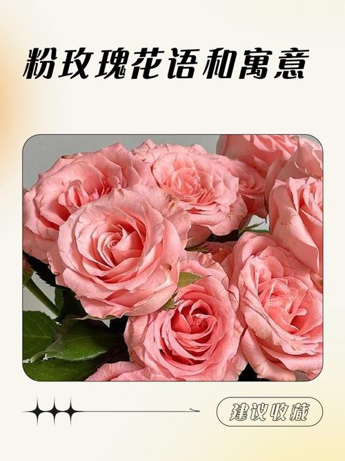 粉色玫瑰花究竟象征着怎样的情感寓意？