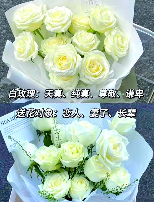 白玫瑰的风水寓意为何被认为不佳？