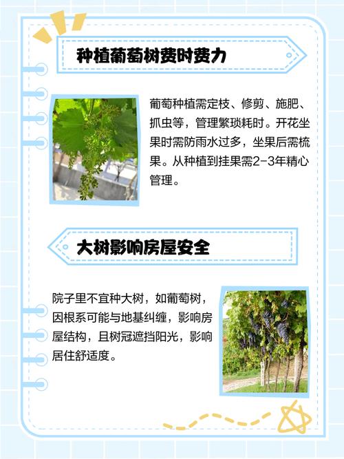 为什么葡萄树下会隐藏致命隐患，为何家中不宜种植葡萄树？