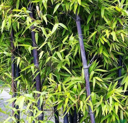 房后种植紫竹对风水有好处吗？