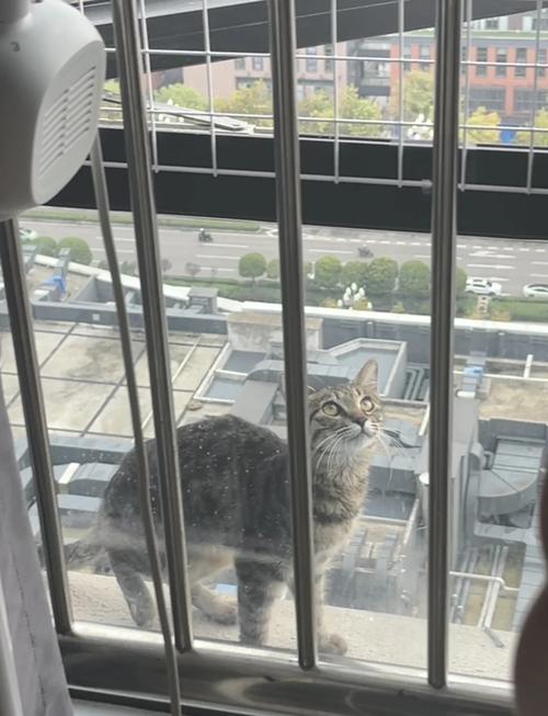 梦见养的猫从高楼掉下去了这难道不是预示着什么不幸的事情即将发生吗？