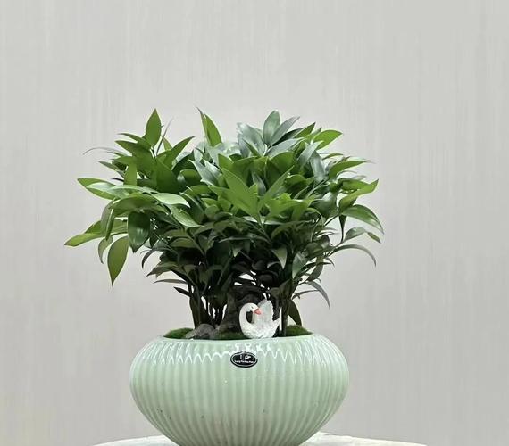 象征平安健康的植物有哪些，适合作为家居绿植？