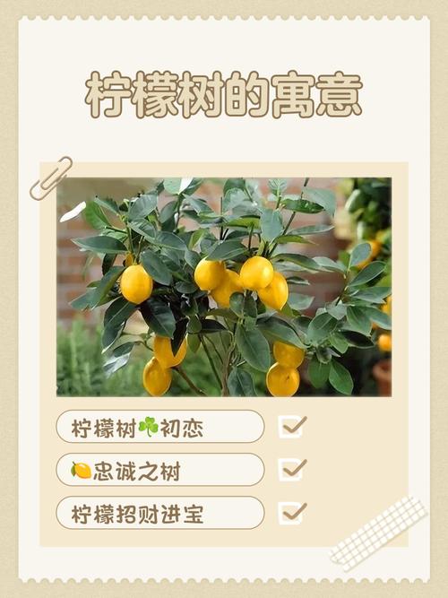 家里种柠檬树风水上吉利吗，有什么寓意？