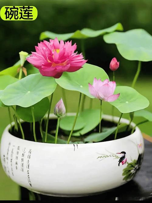荷花为什么会有寓意死人的含义？
